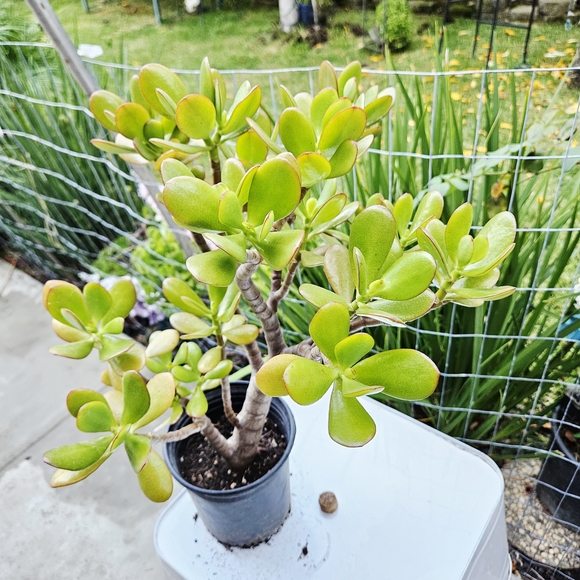 Ruby Jade - Picture 6 of 8